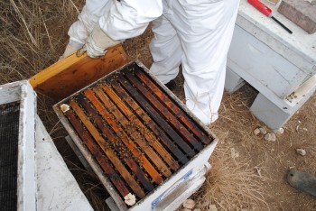 beehive and frame in israel apiary