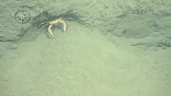 Crab 10cm-crab-mediterranean