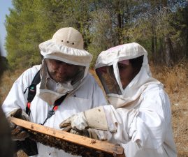 I visit beehives and get swarmed
