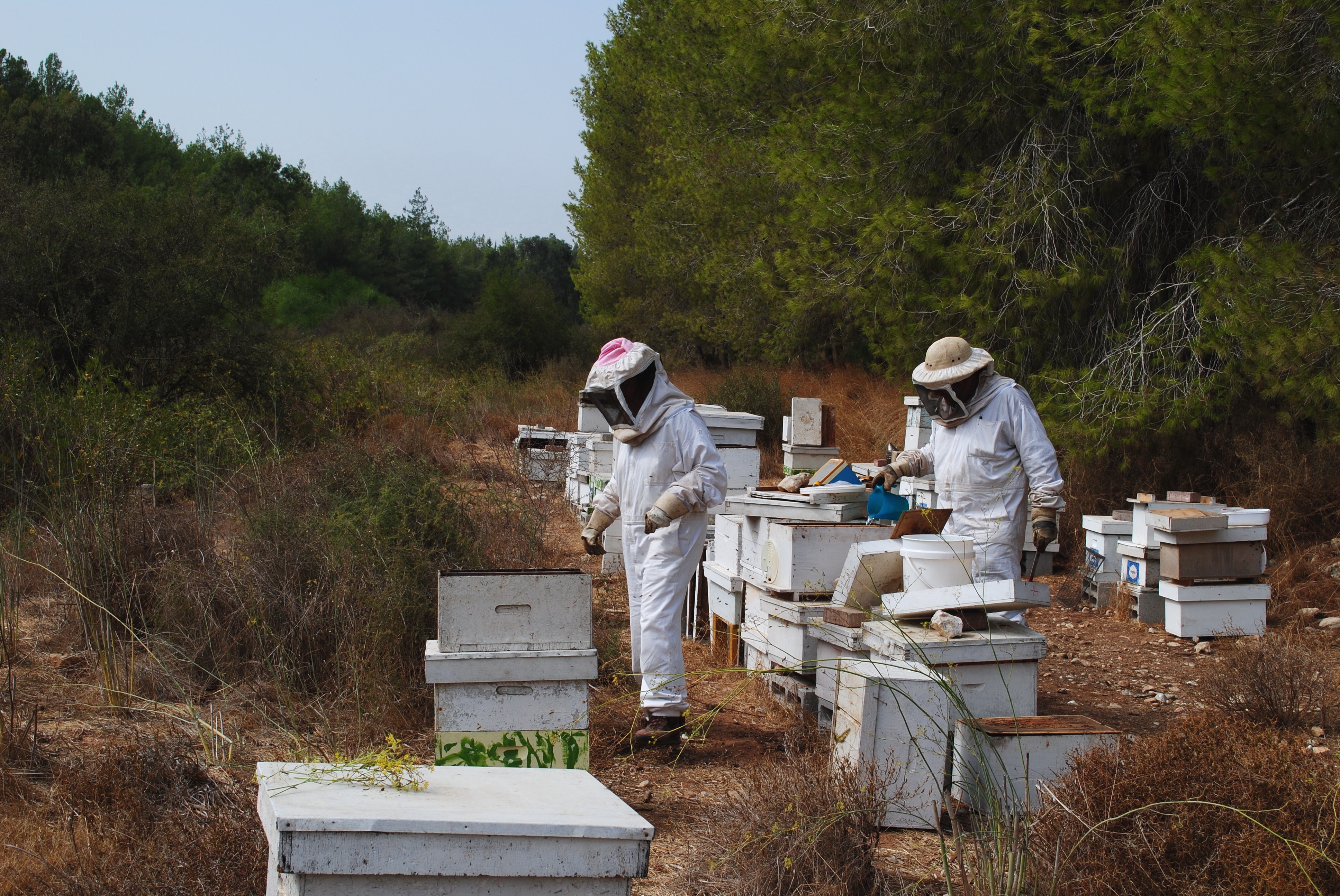 apiary Israel for making honey with bees