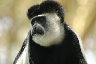 Biodiversity Convention In Nagoya: Keeping The Jellyfish Out Of Our Sandwiches