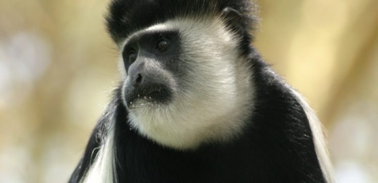 colobus.jpg