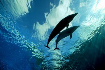 Bottlenose Dolphins In Egyptian Pool Imported From “The Cove”