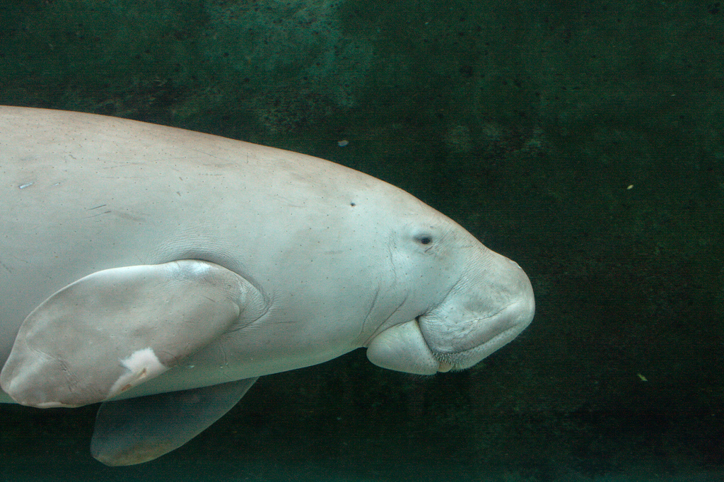 The Mythical Mermaid, the Dugong, Under Severe Threat