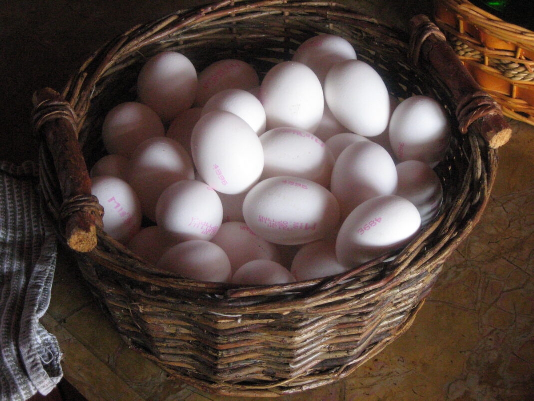 Local Eggs, Industrial Eggs, and Salmonella