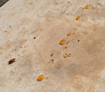bee honey drops