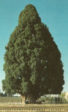 The Oldest Iranian Is Dying