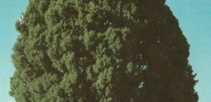 iran-cedar-yazd.jpg
