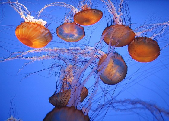jelly-fish