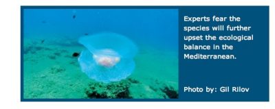 New Jellyfish Species Tells a Tale of Global Warming