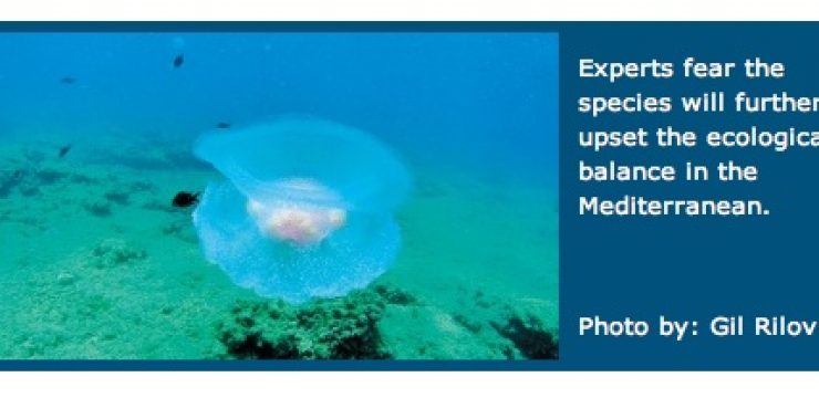 jellyfish-israel.jpg