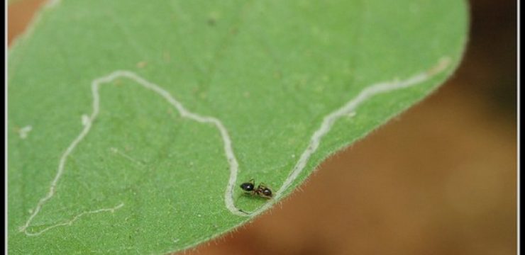 leafminer.jpg