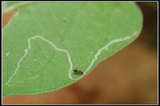 leafminer-middle-east