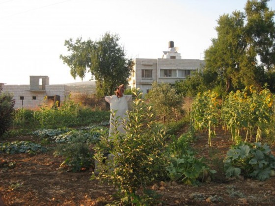 Murad Alkhufash marda permaculture palestine