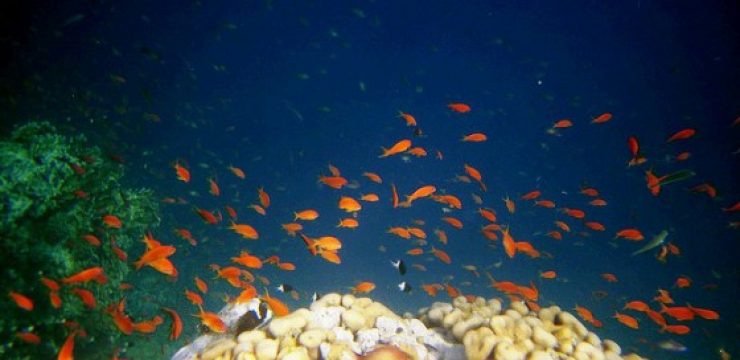 red-sea-fish.jpg