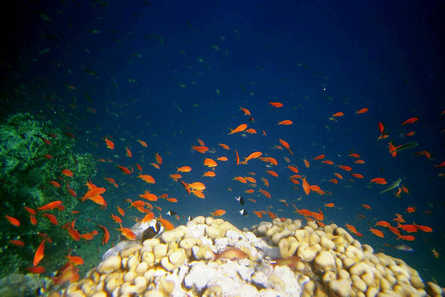 Dead Poisoned Fish Found in Red Sea