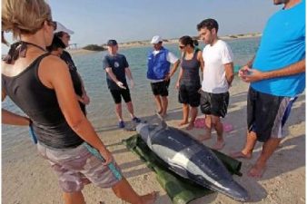 UAE Residents Learn To Save Inflatable Dolphins And Whales