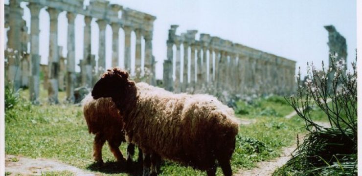 sheep-eid-al-adha.jpg
