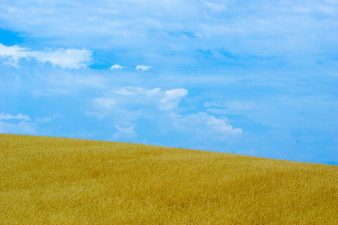 Egypt To Grab Sudanese Land To Meet Its Wheat Needs