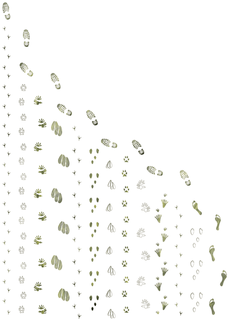 Israel, Iran Take Top 2 Endangered Species Design Prizes