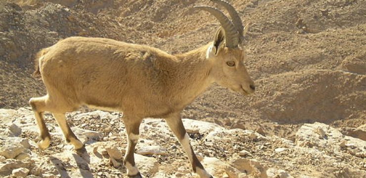 Nubian_Ibex_in_Negev_7.jpg