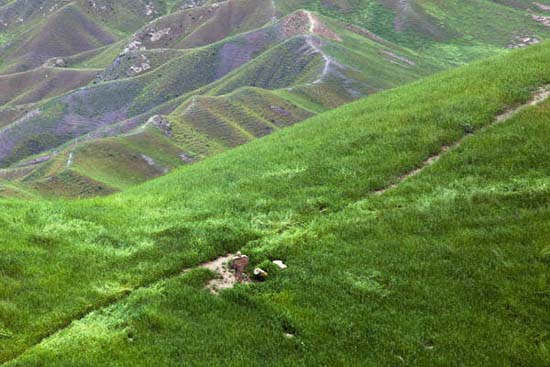 penis headstones graves iran