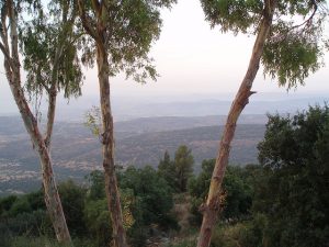 Don’t Go To Israel’s Vegetarian Village, Amirim, For the Food