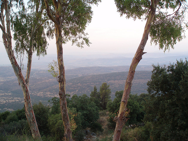 "amirim vegetarian village galilee"