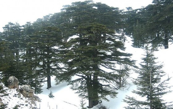 cedars lebanon