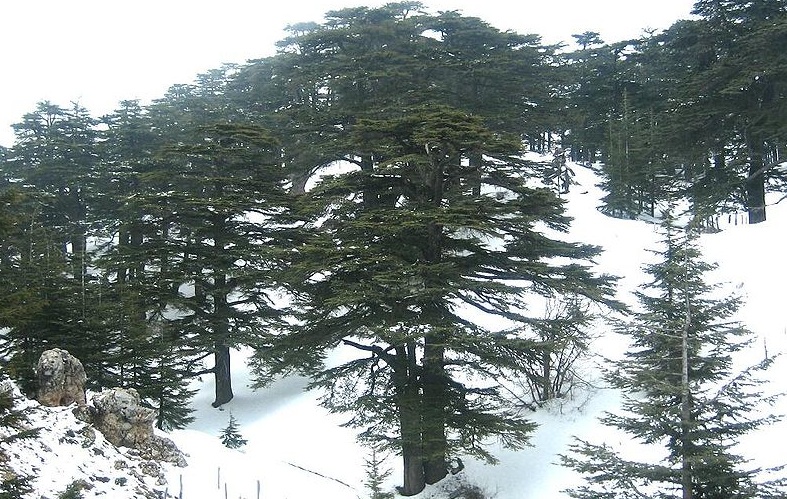 ancient cedars in the snow, Cedars of God