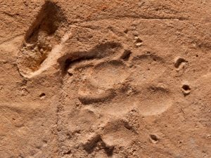 Ancient Paw Print Found Near Roman Bath in Jerusalem