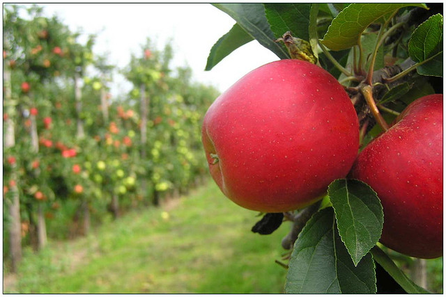 ARC To Revive Faith In Food