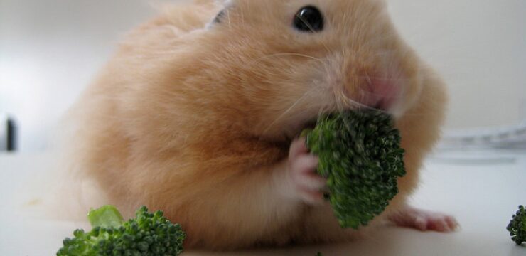 hamster-w-broccoli1.bmp