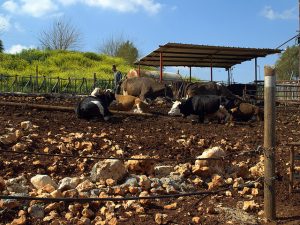 Israeli Farmers Protest Lack of Imported Farm Help by Withholding Local Produce
