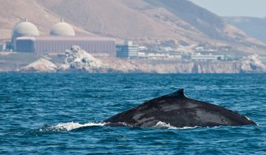 Qatar and Russia Nuclear Co-op On Nuclear Energy