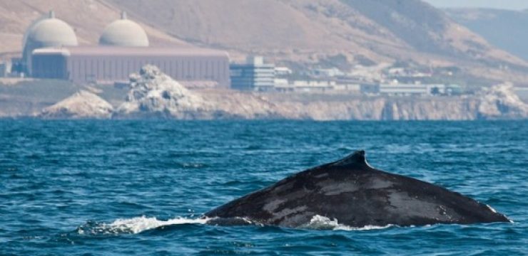 nuclear-reactor-whales.jpg