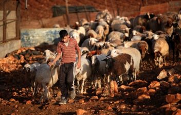 The West Bank Cheese Incident