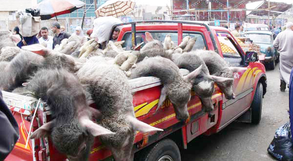 Egyptian Activists Claim Eid Animal Slaughter Is Haram