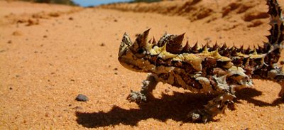 How To Capture Water Like A Thorny Devil
