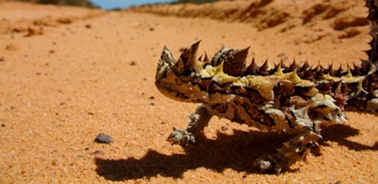 thornydevil_feature.jpg