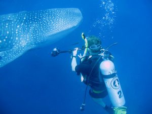 Mysterious Female Whale Sharks Elude Marine Biologists