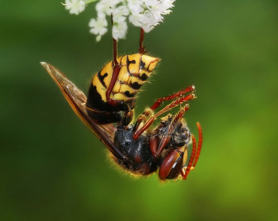 oriental-hornet-with-bee