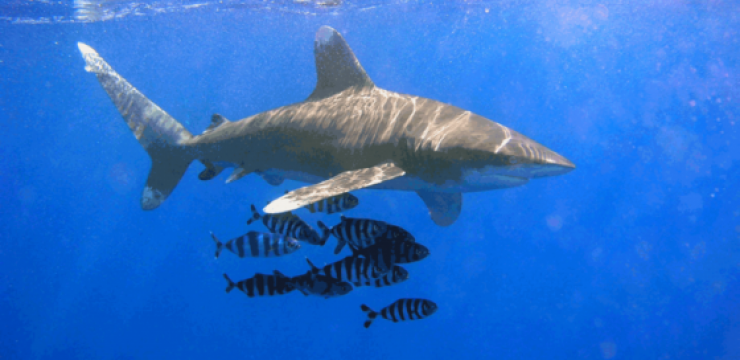 799px-Oceanic_Whitetip_Shark.png