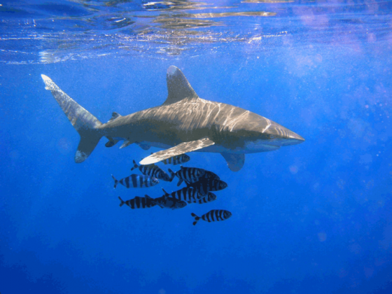 oceanic-white-tip