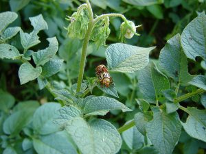 Love Bugs: How Bacteria in Our Guts Influence Mate Selection
