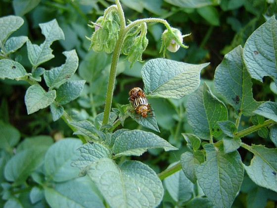 bugs mating beetles sex