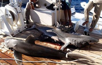 Environmental Factors Turn Once Harmless Sharks Into Killers