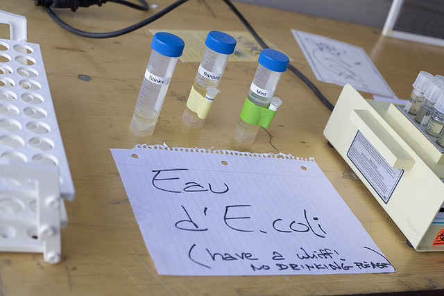 Arugula Samples In Dubai More Contaminated Than A Toilet