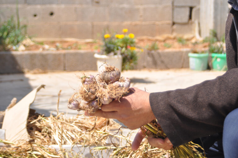 Gaza’s Green Roofs of Herbs and Vegetables