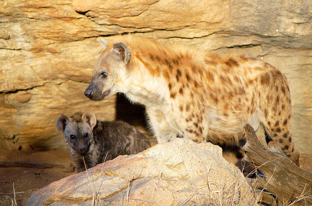 hyena-with-cub